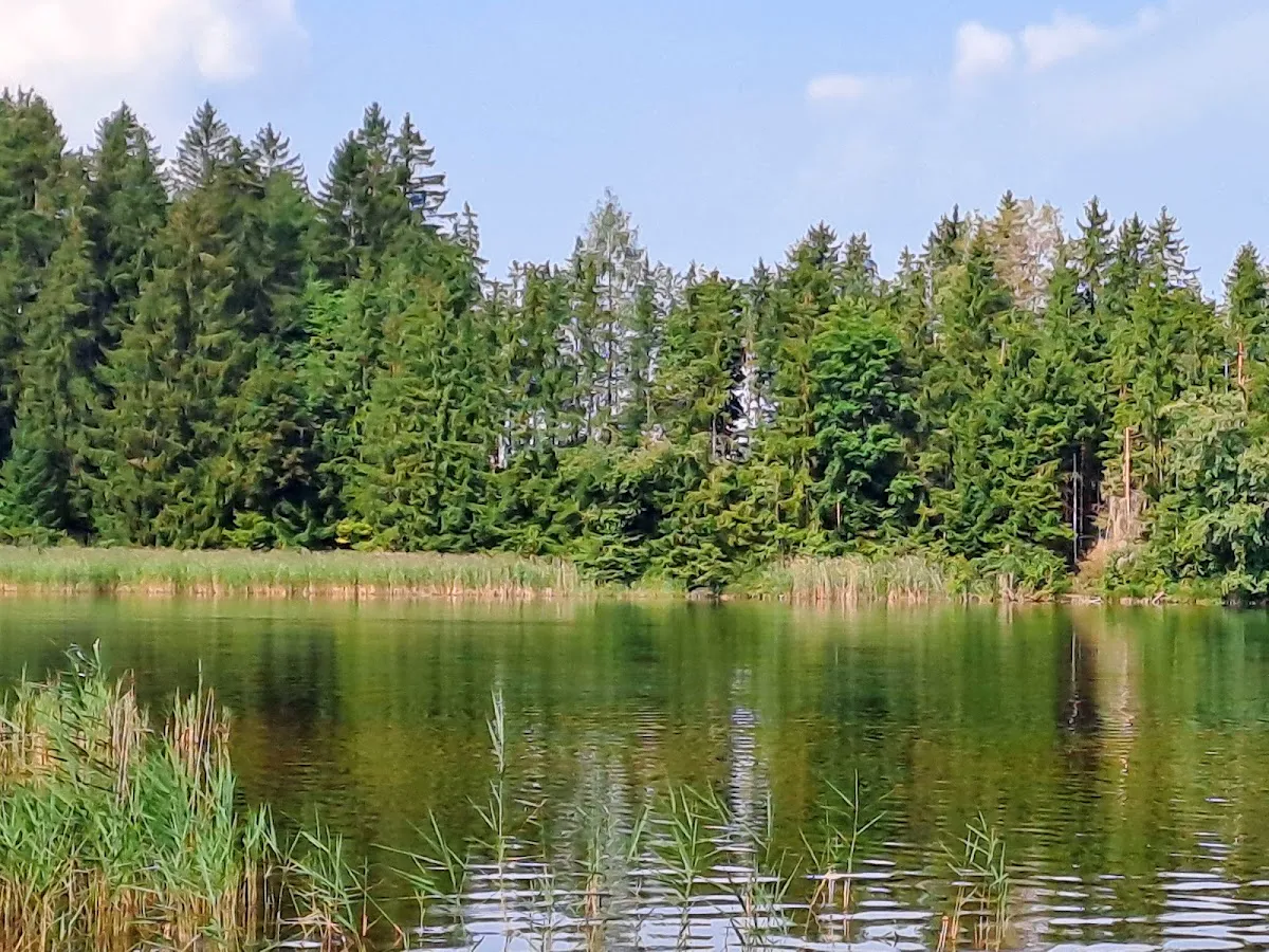 South shore forest path along Hopfensee with dappled light through beech trees