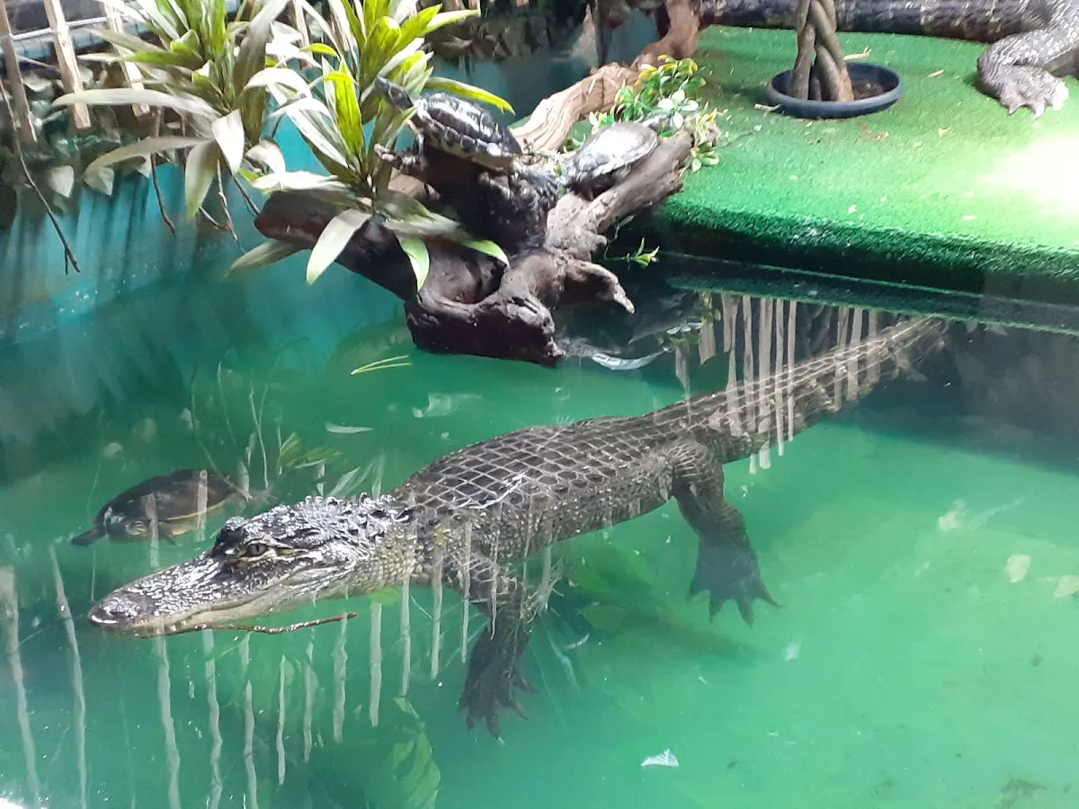 Close-up of cobra tracking movement through glass at Reptilienzoo Allgäu