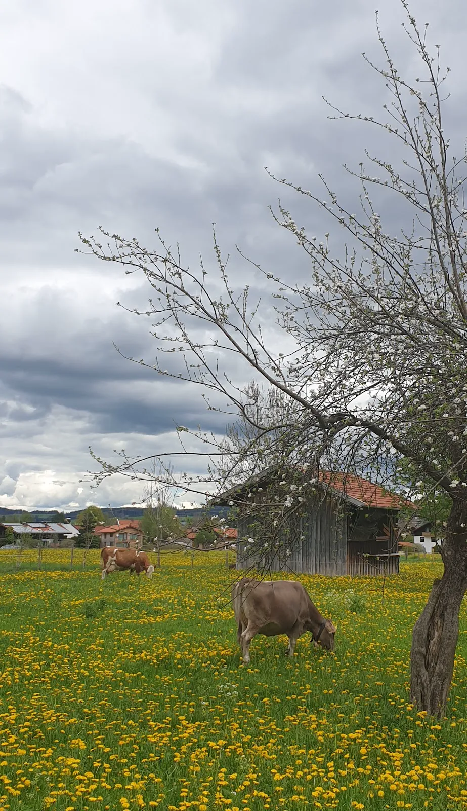 Säuling mountain reflection in Weissensee at sunset from West Shore meadows