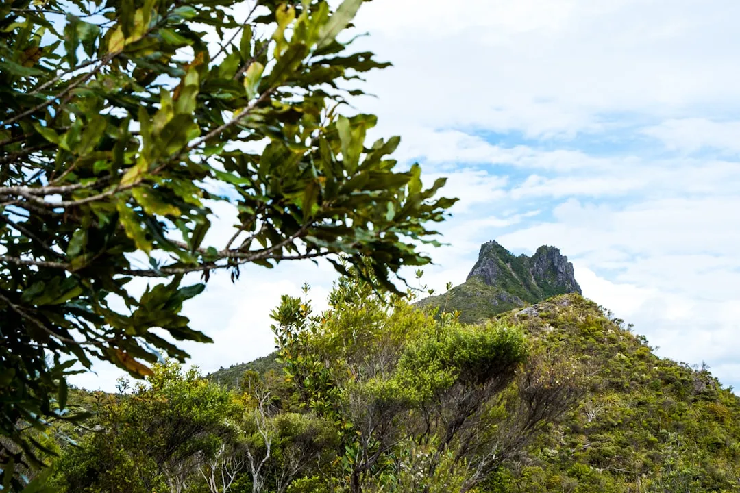 Canopy tour through forest